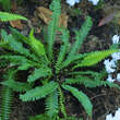 Blechnum spicant: Bild 2/4