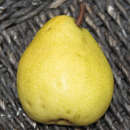 Pyrus com. 'Alexander Lukas' - Herbstbirne, X-XII