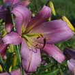 Lilium 'Pink Perfection': Bild 3/3
