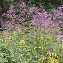 Thalictrum delavayi 'Hewitt's Double' - Waldraute