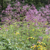 Thalictrum delavayi 'Hewitt's Double' - Waldraute