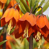 Fritillaria imperialis 'Aurora' - Kaiserkrone