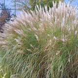 Miscanthus sinensis 'Silberspinne' - Chinaschilf