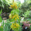 Gentiana lutea: Bild 4/4