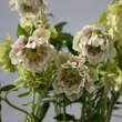 Helleborus orientalis 'Double Ellen Yellow Spotted': Bild 1/2