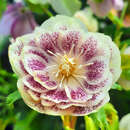 Helleborus orientalis 'Double Ellen Yellow Spotted' - Schneerose
