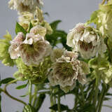 Helleborus orientalis 'Spring Dream' - Kaukasus-Schneerose