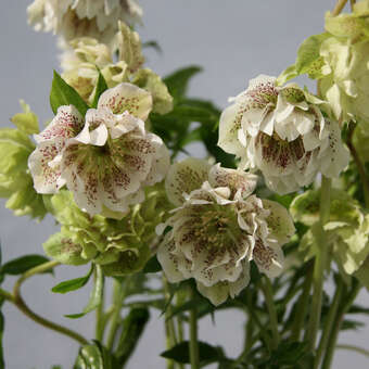 Helleborus orientalis 'Double Ellen Yellow Spotted'