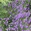 Lavandula angustifolia 'Munstead' - Lavendel