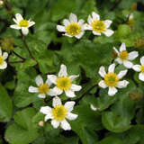 Caltha palustris alba - Weiße Sumpfdotterblume