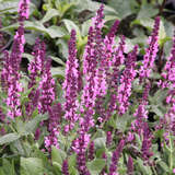 Salvia nemorosa 'Sensation Deep Rose Improved' - Ziersalbei