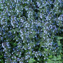 Thymus citriodorus - Zitronenthymian