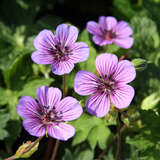 Geranium 'All Summer Pleasure' - Storchschnabel