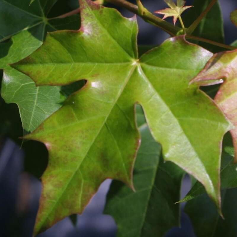Pazifischer Ahorn Acer 'Pacific Sunset'