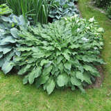 Hosta 'Get Nekkid' - Funkie, Herzlilie