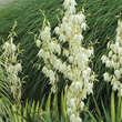 Yucca flaccida 'Golden Sword': Bild 3/8