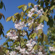 Staphylea holocarpa 'Rosea': Bild 1/2
