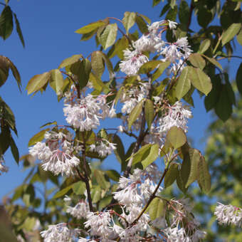 Staphylea holocarpa 'Rosea'