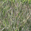 Phalaris arundinacea 'Feesey': Bild 2/4