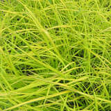 Carex elata 'Aurea' - Gold-Segge