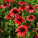 Echinacea purpurea 'Fountain Red' - Sonnenhut