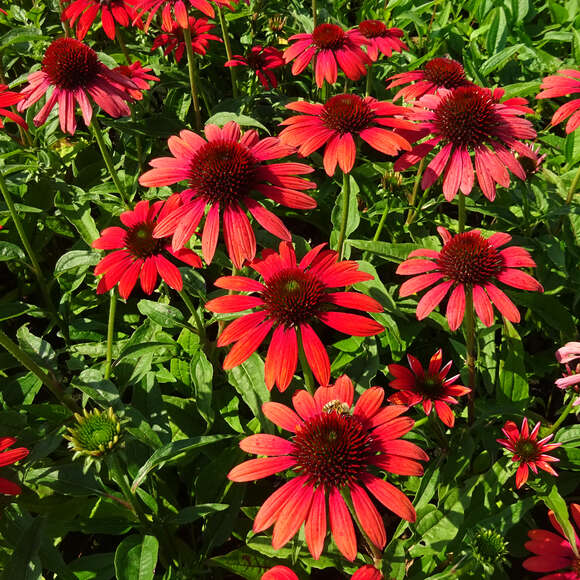 Sonnenhut Echinacea purpurea 'Fountain Red' rot