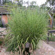 Miscanthus sinensis 'Strictus': Bild 4/7