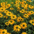 Echinacea purpurea 'Now Cheesier': Bild 3/6