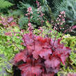 Heuchera 'Fire Alarm': Bild 1/2