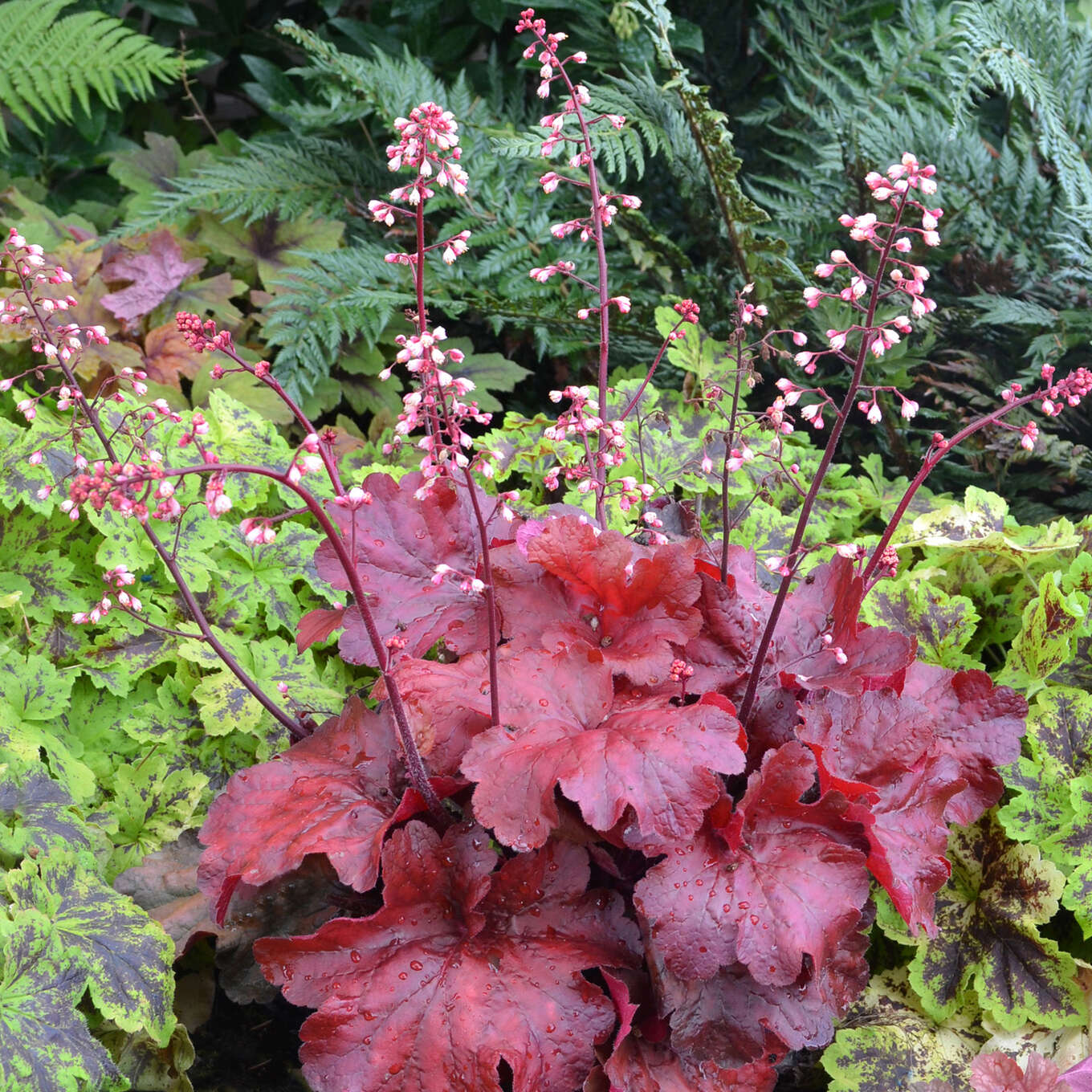 Purpurglöckchen - Heuchera 'Fire Alarm' - weiß