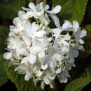 Etagenschneeball - Viburnum plicatum 'Newport'