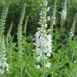 Veronica spicata 'Icicle' - Ehrenpreis