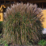 Miscanthus sinensis 'Silberfeder' - Chinaschilf