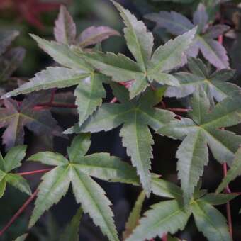 Acer palmatum 'Shin-deshojo'