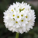 Primula denticulata 'Alba' - Kugelprimel