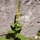 Verbascum nigrum - Königskerze