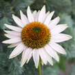 Echinacea purpurea 'Hope': Bild 2/4
