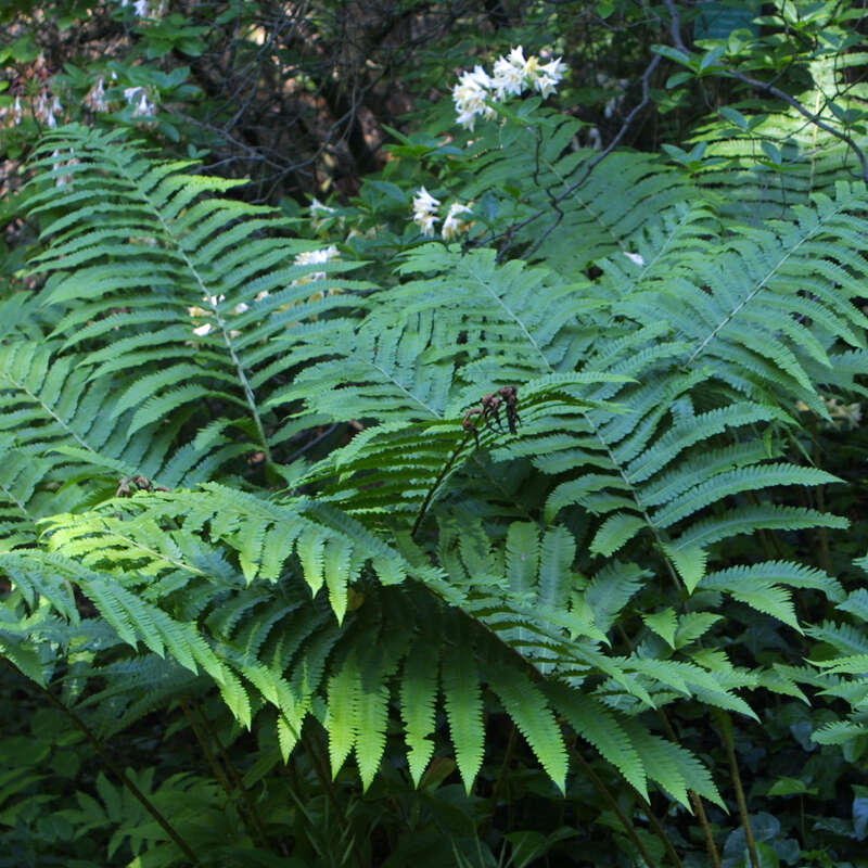 Japan-Straufarn - Matteuccia orientalis