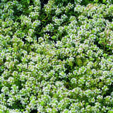 Thymus praecox 'Albiflorus' - Thymian