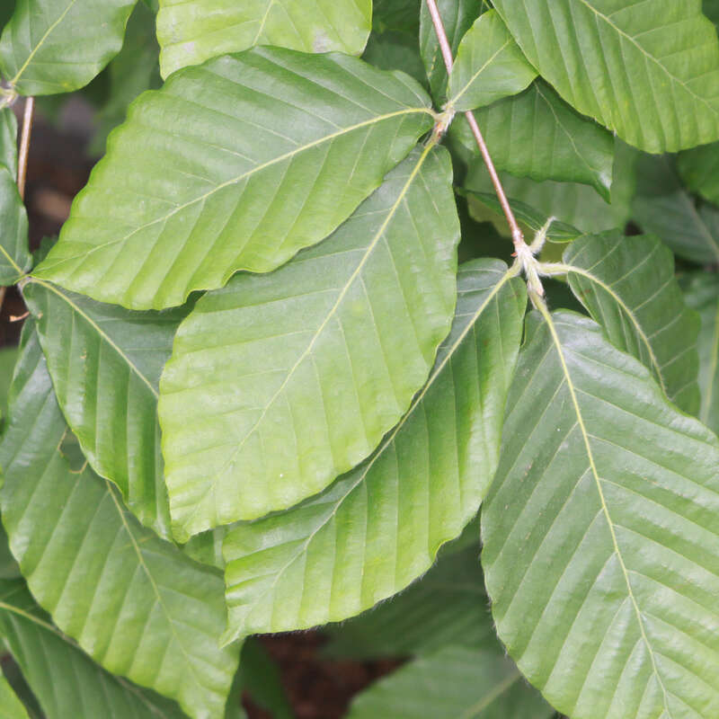 Breitblättrige Buche Fagus sylvatica 'Latifolia'