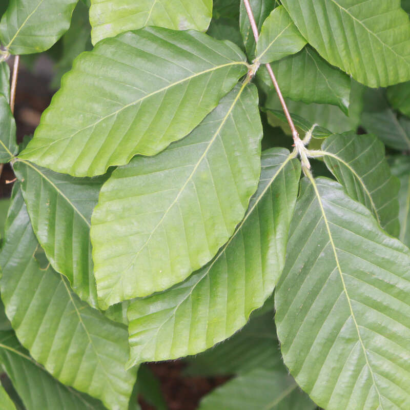 Breitblttrige Buche - Fagus sylvatica 'Latifolia'