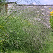 bogen-liebesgras-eragrostis-curvula-br-unliche-bogig-berh-ngende