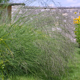 Eragrostis curvula