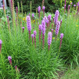 Liatris spicata 'Kobold' - Prachtscharte