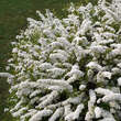 Spiraea cinerea 'Graciosa': Bild 1/3
