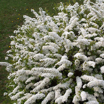 Spiraea cinerea 'Graciosa'