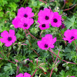 Geranium cinereum 'Giuseppii' - Storchschnabel