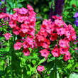 Phlox paniculata 'Orange': Bild 1/1