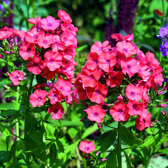 Phlox paniculata 'Orange'
