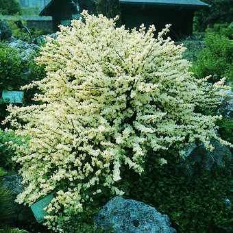 Cytisus kewensis